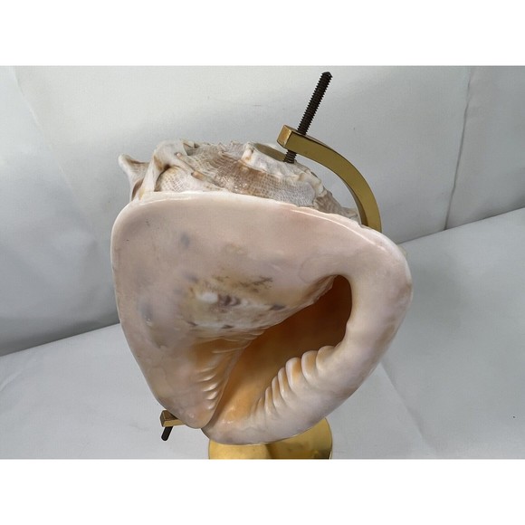 VTG MCM‎ Large Queen's Helmet Conch Sea Shell On Metal Stand Globe Shaped Decor - Picture 10 of 10
